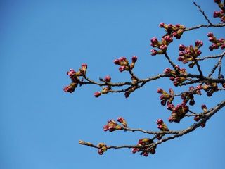 20150412桜の回廊.jpg