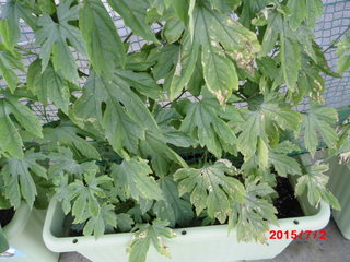 20150702-2.JPG