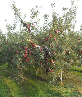りんごの木.jpg
