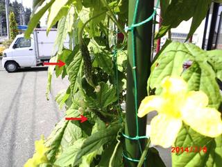 S[20140708-01.JPG