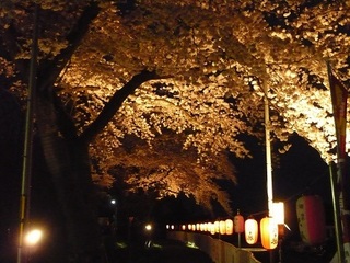 桜の回廊2014.jpg