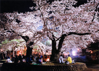 水沢公園-桜.jpg