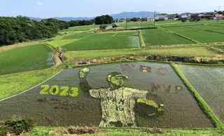 田んぼアート20230617 (2).jpg