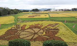 田んぼアート・10月.jpg