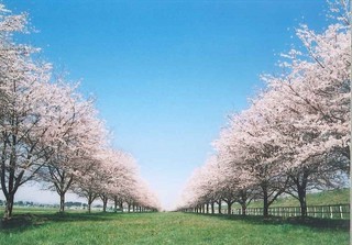 競馬場桜並木2004.jpg