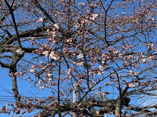 �J�Ԑ錾2025 (1).JPG