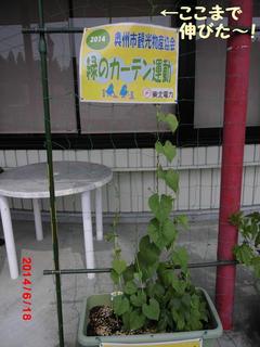 asagao20140618.jpg
