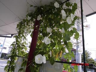 asagao20140729.JPG