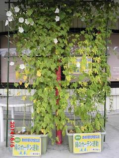 asagao20140805.JPG