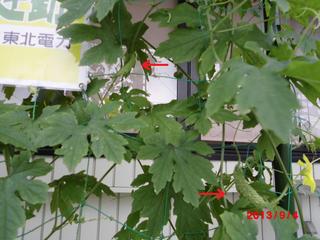 goya201309042.JPG