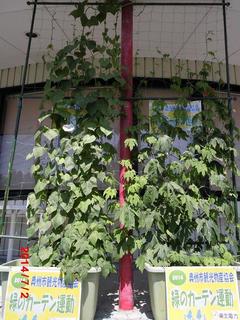 goya20140702-1.JPG